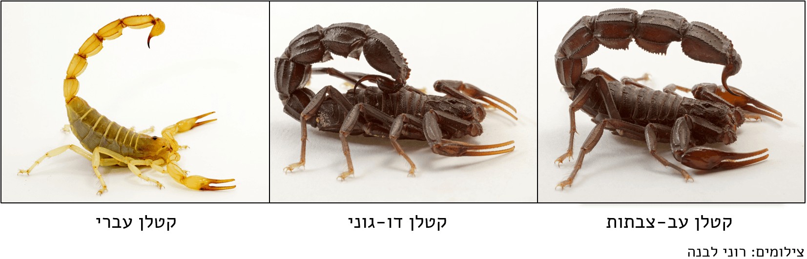 צילום של מיני העקרבים המסוכנים המצויים בישראל